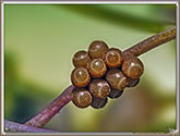Oeufs d'insectes